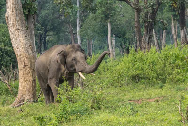 Dubare Elephant Camp