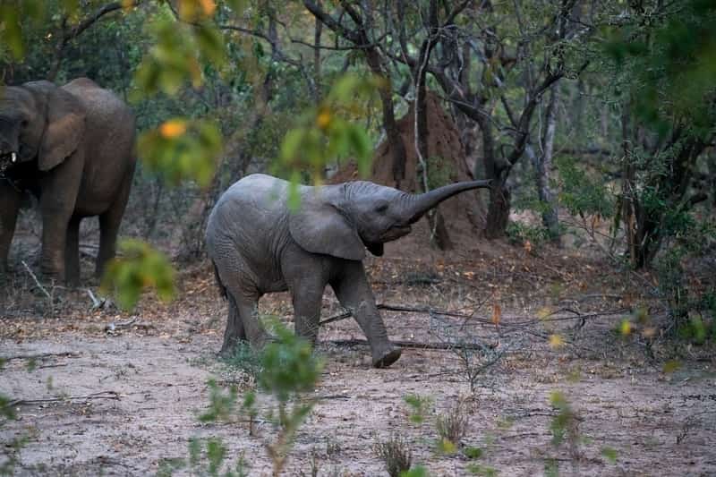 Pushpagiri Wildlife Sanctuary