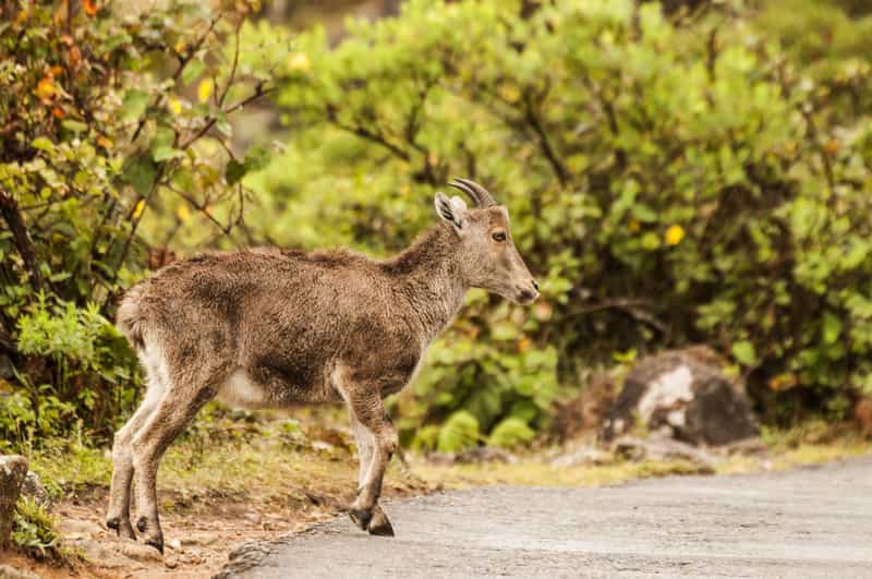 Eravikulam National Park