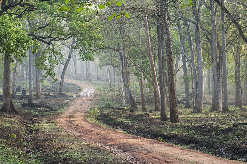 Kabini