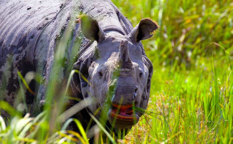 Kaziranga National Park, Assam