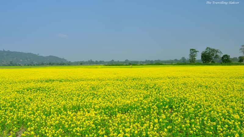 Pobitara Wildlife Sanctuary, Assam
