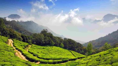 Munnar, Kerala