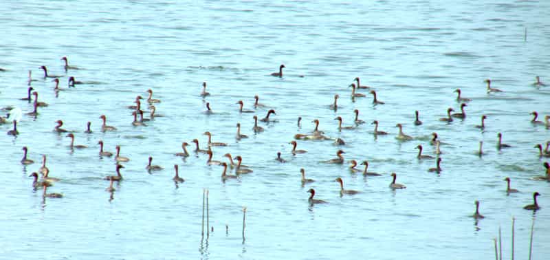 Singanallur Lake