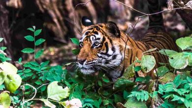 Ranthambore National Park, India