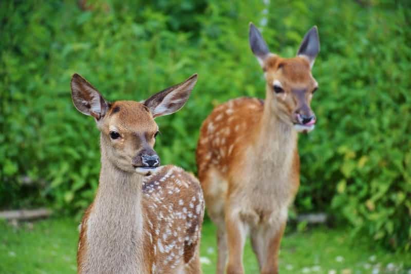 Deer at Dalma Wildlife Sanctuary