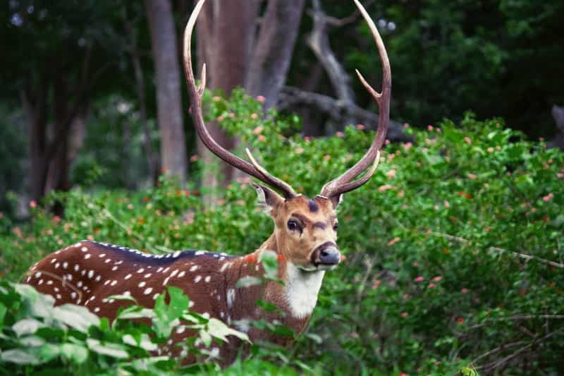 Gulmarg Biosphere Reserve