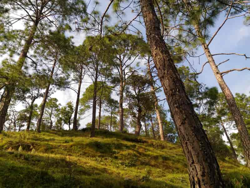 Ranikhet