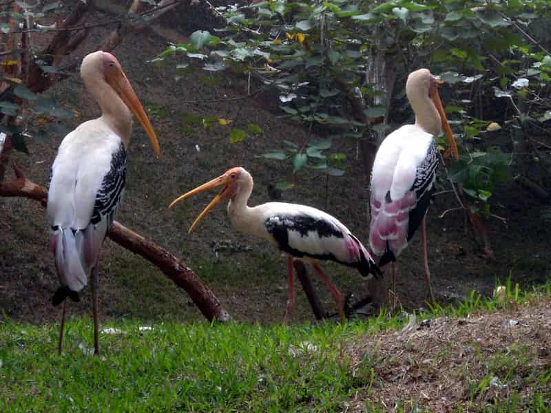Storks at Indira Gandhi Park