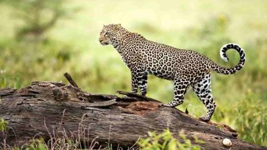 Leopard in one of the Wildlife Sanctuaries in India