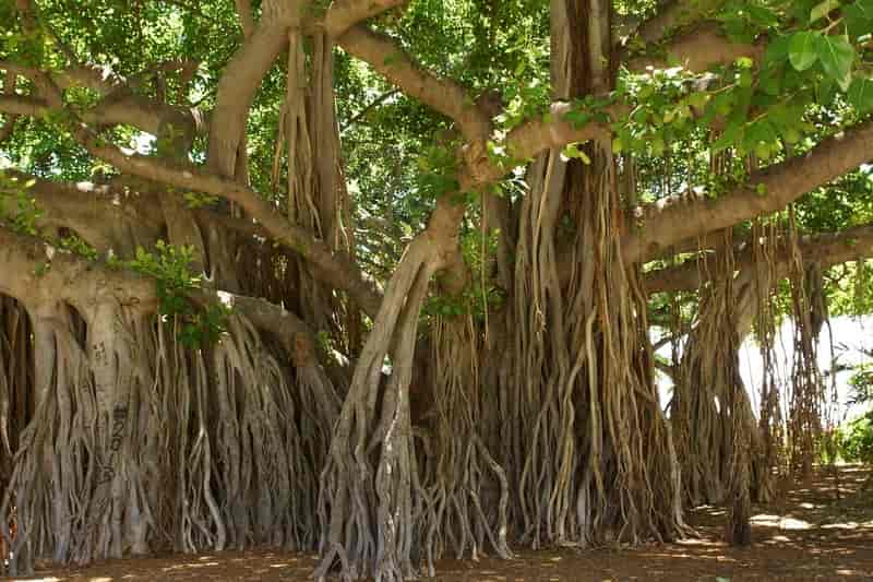 Banyan Tree in Tiptur