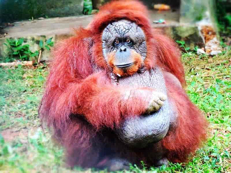 Orangutan at Nandankanan Zoological Park