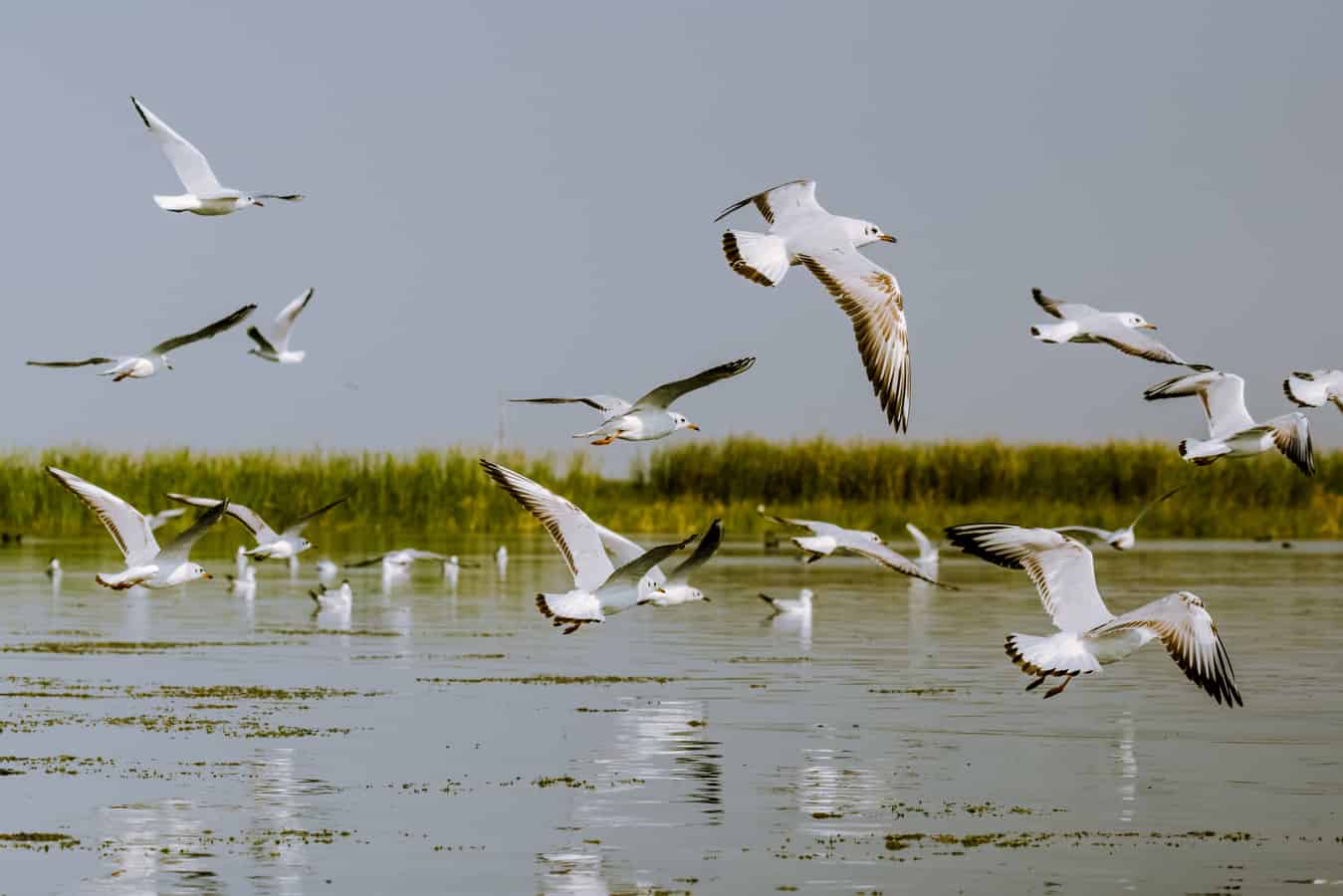 15 Bird Sacntuaries around Delhi, Bird Sanctuary near ...