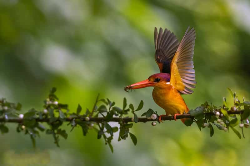 Chiplun