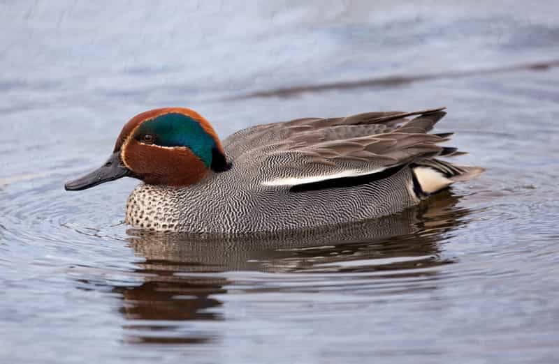 Common Teal