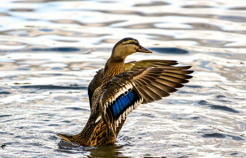 Duck