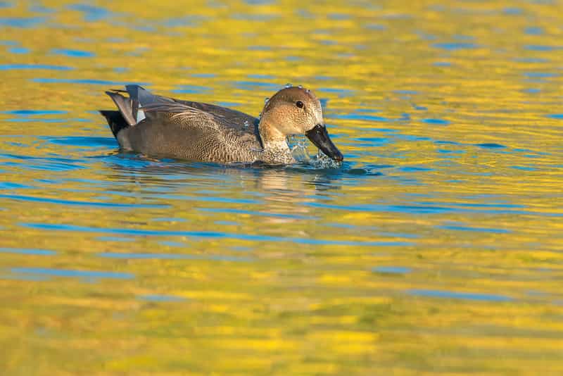 Gadwall
