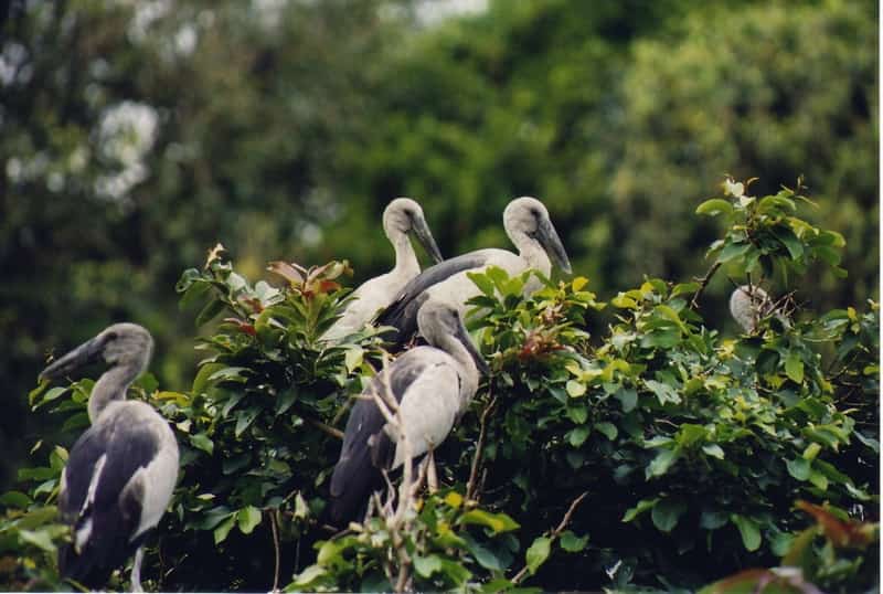 Gorgeous birds at the Karnala Bird Sanctuary