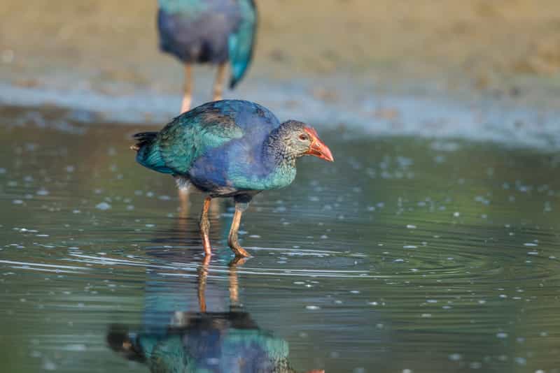 Grey-Headed Swamphen