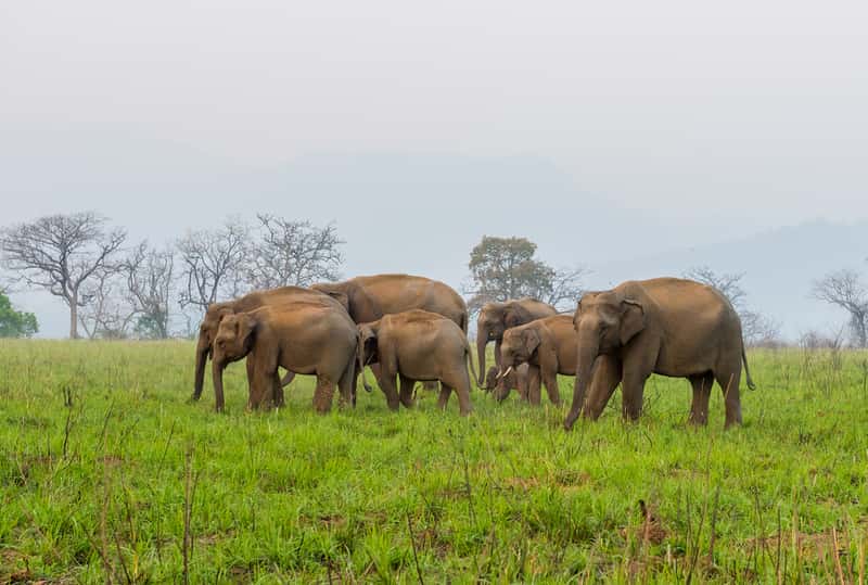 Jim Corbett National Park