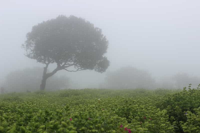 Kaas Plateau