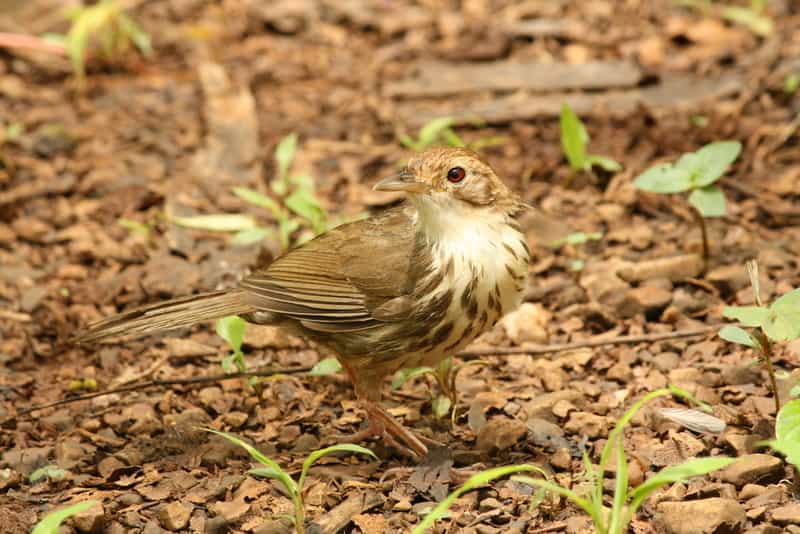 Karnala Bird Sanctuary