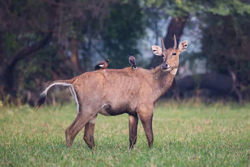 Keoladeo National Park