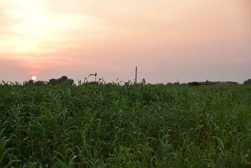 Manesar