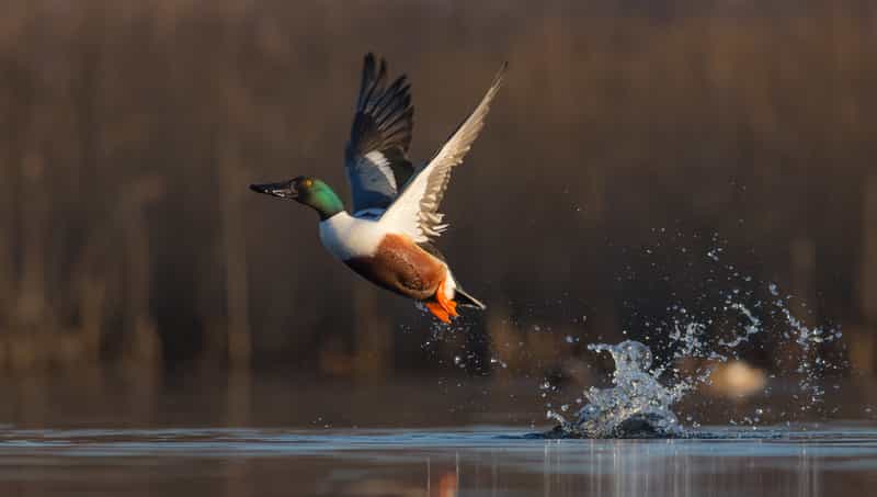 Northern Shoveler
