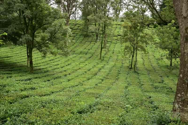 Palampur