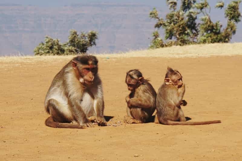Panchgani