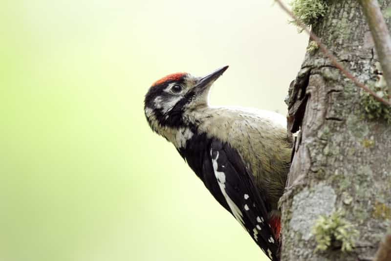 Pangot Bird Sanctuary