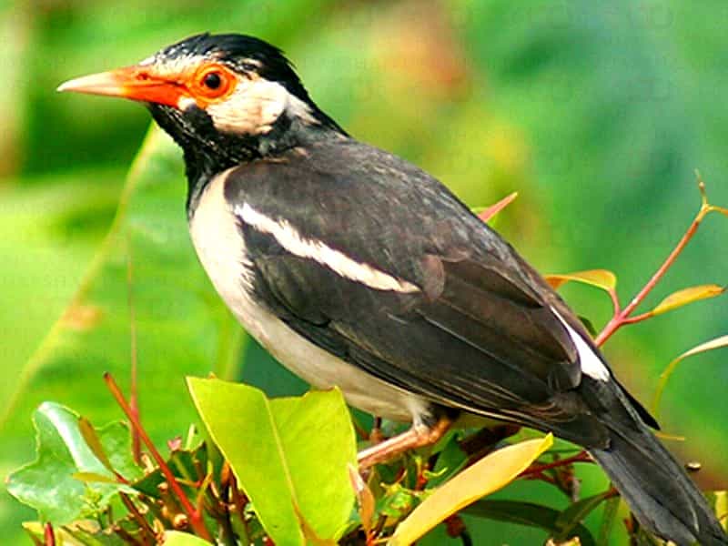 Patna Bird Sanctuary