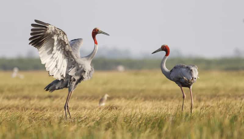Sarus Cranes