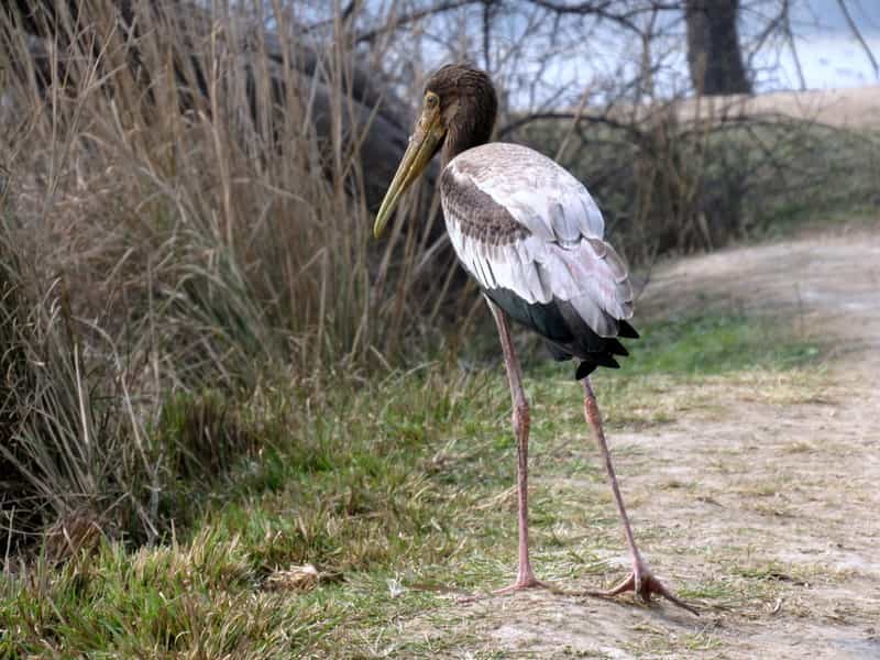 The Sultanpur Bird Sanctuary is a great place for a weekend getaway 