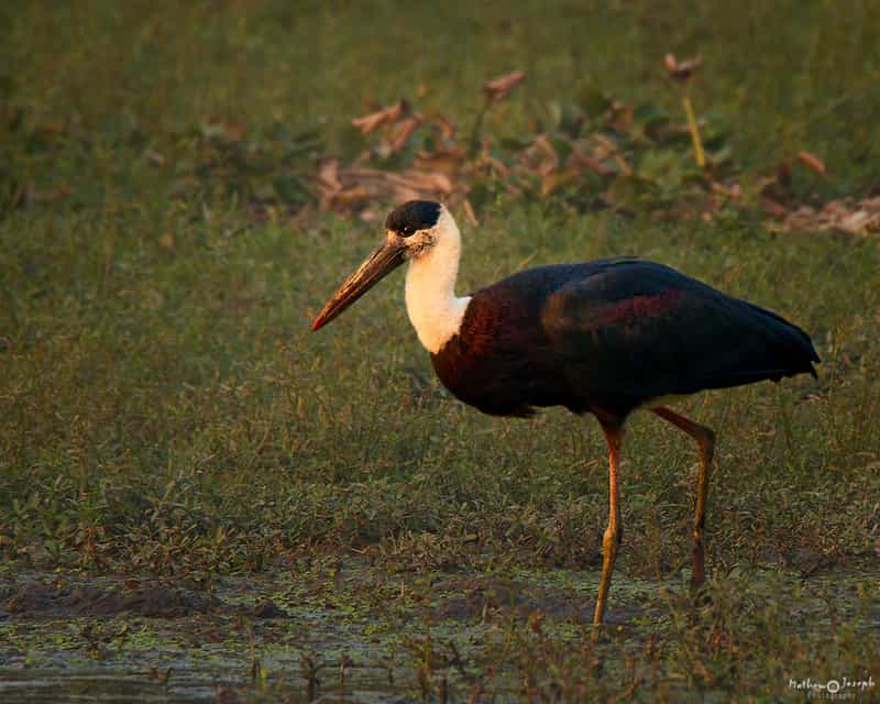 Surajpur Bird Sanctuary