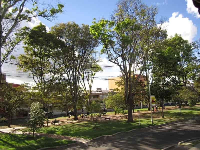 The greenery at the Raintree Marg