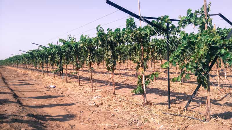 A vineyard in Nashik