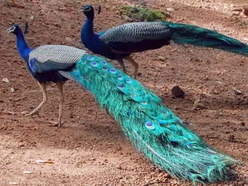 Bhindawas Bird Sanctuary