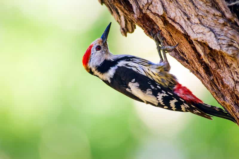 Woodpecker