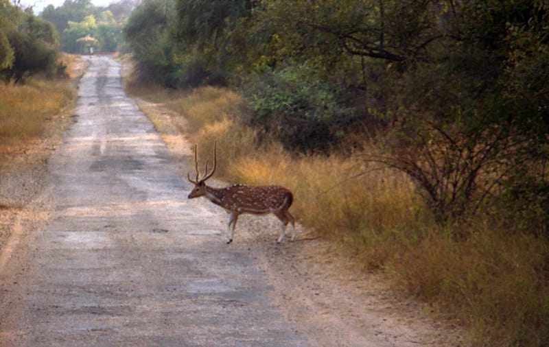 A Deer At TheSariska National Park