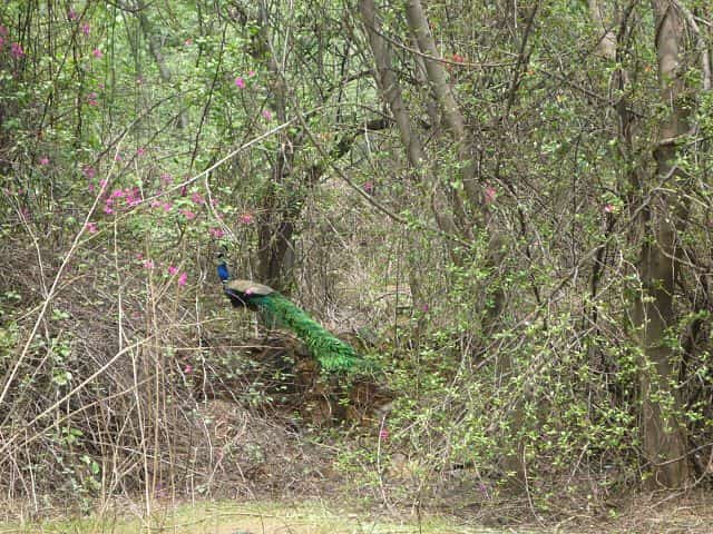 haunted road delhi A Peacock at the Ridge