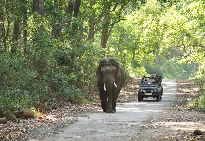 A safari in progress in the national park