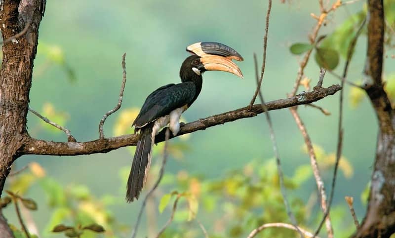 Anshi National Park