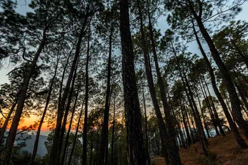 Binsar Wildlife Sanctuary