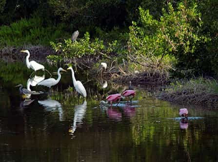 Bird Watching at Koynanagar