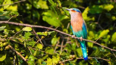 Indian Roller Bird Sanctuary
