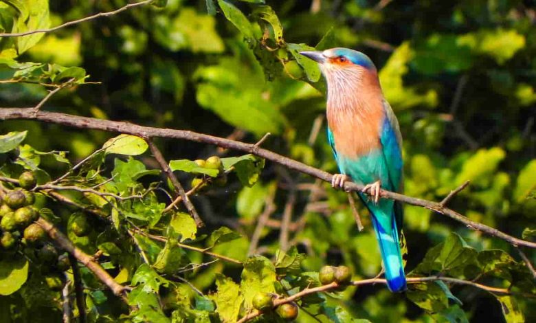 Indian Roller Bird Sanctuary