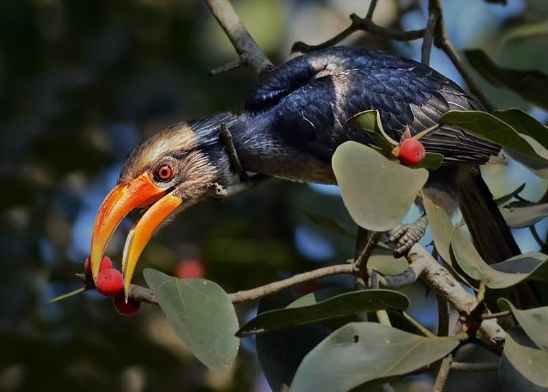 Dandeli Bird Sanctuary