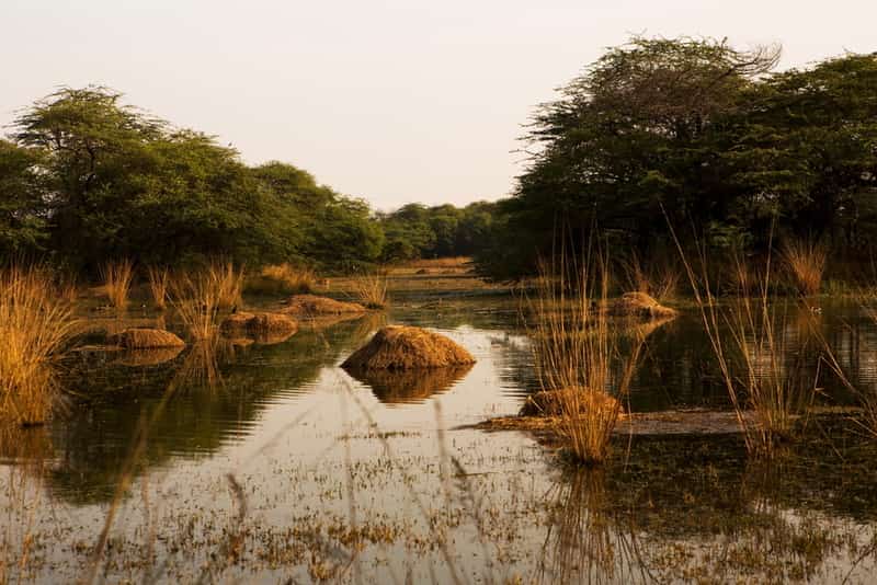 Enjoy a walk listening to the cheerful chirping of birds